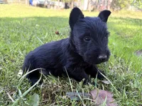 AKC Carter, a female Scottish Terrier for sale in Worden, MT – 2 of 6