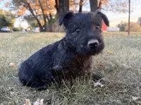 Bentley , a male Scottish Terrier and Cairn Terrier for sale in Worden, MT – 2 of 3