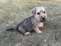 Bruno , a male Scottish Terrier and Cairn Terrier for sale in Worden, MT – 2 of 3