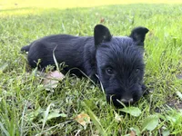AKC Carter, a female Scottish Terrier for sale in Worden, MT – 5 of 6
