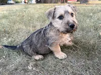 Bruno , a male Scottish Terrier and Cairn Terrier for sale in Worden, MT – 3 of 3