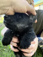 Cree, a female Scottish Terrier for sale in Worden, MT – 3 of 4