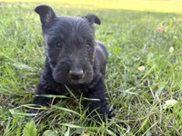 Cree, a female Scottish Terrier for sale in Worden, MT – 2 of 4