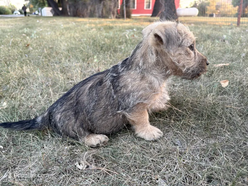 Bruno  – Scottish Terrier, Cairn Terrier puppy for sale in Worden, MT