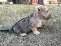 Bruno , a male Scottish Terrier and Cairn Terrier for sale in Worden, MT – 1 of 3