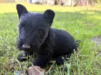 AKC Carter, a female Scottish Terrier for sale in Worden, MT – 3 of 6