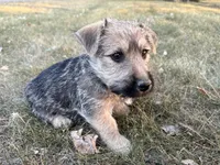 Baxter, a male Scottish Terrier and Cairn Terrier for sale in Worden, MT – 2 of 4