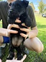 Cree, a female Scottish Terrier for sale in Worden, MT – 4 of 4