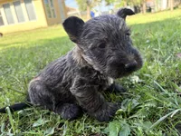 AKC Chico, a male Scottish Terrier for sale in Worden, MT – 2 of 5