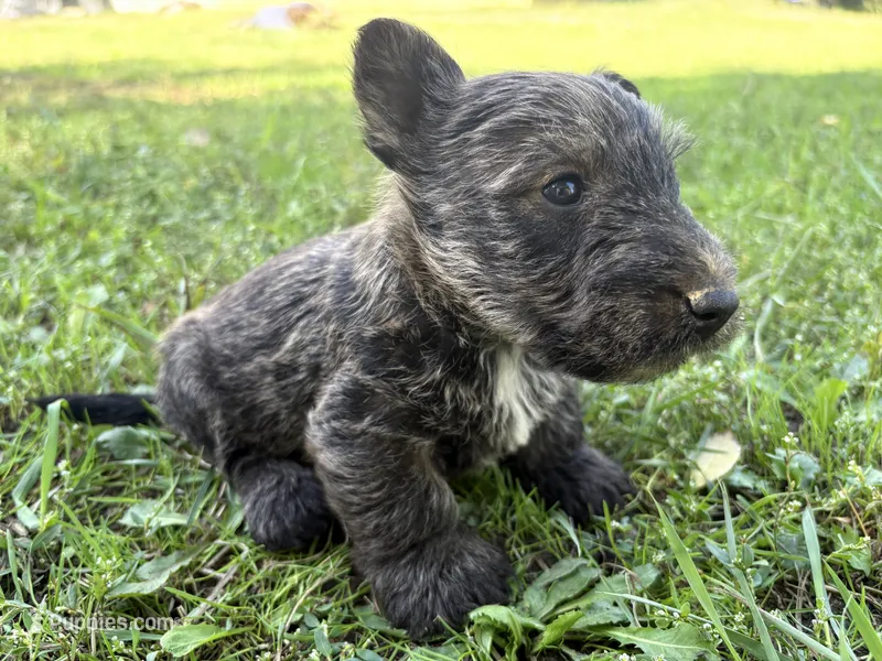AKC Chico – Scottish Terrier puppy for sale in Worden, MT