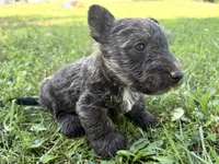 AKC Chico, a male Scottish Terrier for sale in Worden, MT – 1 of 5