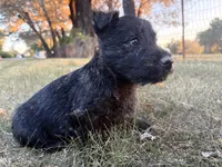 Bentley , a male Scottish Terrier and Cairn Terrier for sale in Worden, MT – 3 of 3