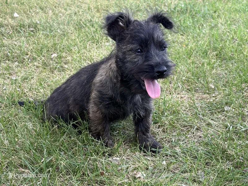 Monty – Cairn Terrier puppy for sale in Worden, MT