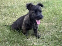Monty, a male Cairn Terrier for sale in Worden, MT – 1 of 3