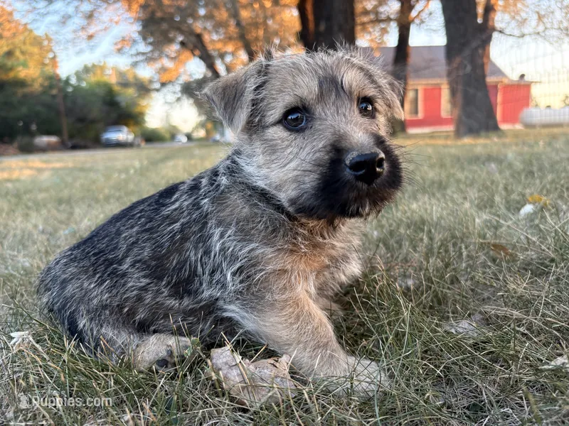 Baxter – Scottish Terrier, Cairn Terrier puppy for sale in Worden, MT