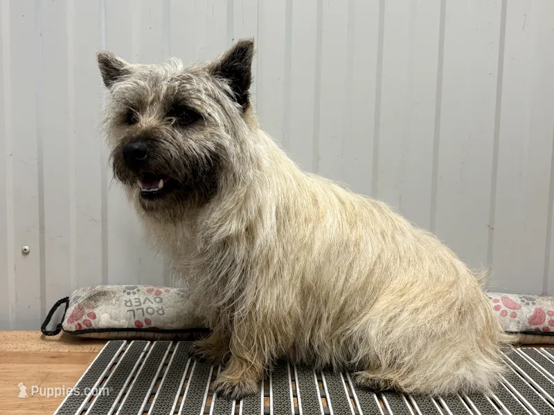 AKC Wiley – Cairn Terrier puppy for sale in Worden, MT