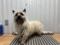 AKC Wiley, a male Cairn Terrier for sale in Worden, MT – Photo 2 of 4