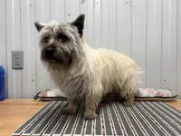 AKC Wiley, a male Cairn Terrier for sale in Worden, MT – Photo 4 of 4