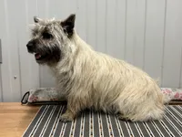 AKC Wiley, a male Cairn Terrier for sale in Worden, MT – Photo 3 of 4