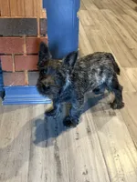 Charlie , a male Cairn Terrier for sale in Worden, MT – 4 of 4
