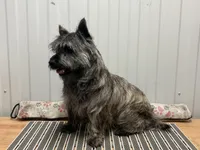 AKC Riley, a male Cairn Terrier for sale in Worden, MT – Photo 2 of 3