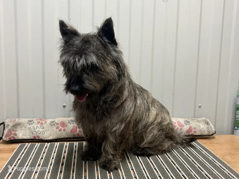 AKC Riley – Cairn Terrier puppy for sale in Worden, MT
