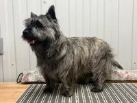 AKC Riley, a male Cairn Terrier for sale in Worden, MT – Photo 3 of 3