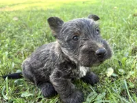 AKC Chico, a male Scottish Terrier for sale in Worden, MT – 5 of 5