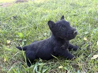 Capri, a female Scottish Terrier for sale in Worden, MT – 4 of 6