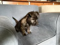 Monty, a male Cairn Terrier for sale in Worden, MT – 3 of 3