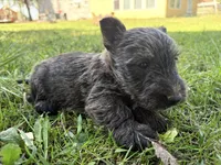 AKC Chico, a male Scottish Terrier for sale in Worden, MT – 4 of 5