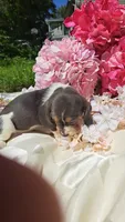 Bluebell, a female Basset Hound for sale in Etna, OH – 2 of 6