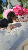 Rosebud, a female Basset Hound for sale in Etna, OH – 4 of 7