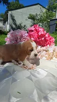 Fred, a male Basset Hound for sale in Etna, OH – 7 of 7