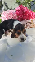 Flash, a male Basset Hound for sale in Etna, OH – 3 of 5