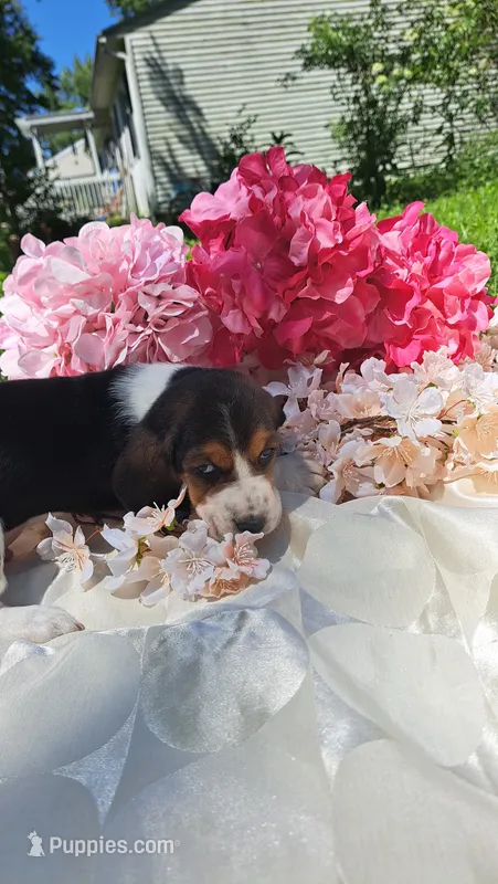 Flash – Basset Hound puppy for sale in Etna, OH