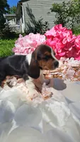 Rosebud, a female Basset Hound for sale in Etna, OH – 6 of 7