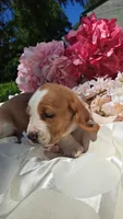 Fred, a male Basset Hound for sale in Etna, OH – 6 of 7