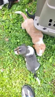 Fred, a male Basset Hound for sale in Etna, OH – 2 of 7