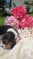 Fritz, a male Basset Hound for sale in Etna, OH – 2 of 6