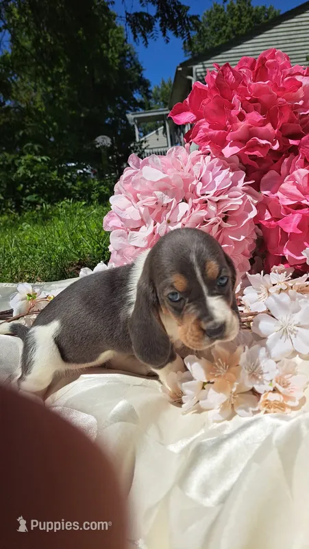 Bluebell – Basset Hound puppy for sale in Etna, OH