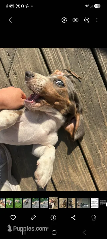 Bluebell – Basset Hound puppy for sale in Etna, OH