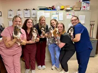 Bluebell, a female Basset Hound for sale in Etna, OH – 7 of 7