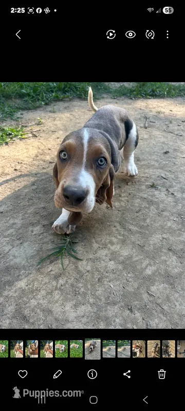 King Henry  – Basset Hound puppy for sale in Etna, OH