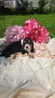 Fritz, a male Basset Hound for sale in Etna, OH – 6 of 6