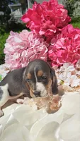 Bluebell, a female Basset Hound for sale in Etna, OH – 6 of 6