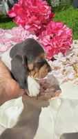 King Henry , a male Basset Hound for sale in Etna, OH – 5 of 5