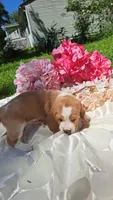 Fred, a male Basset Hound for sale in Etna, OH – 4 of 7