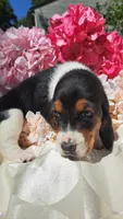 Fritz, a male Basset Hound for sale in Etna, OH – 4 of 6