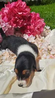 Fritz, a male Basset Hound for sale in Etna, OH – 3 of 6